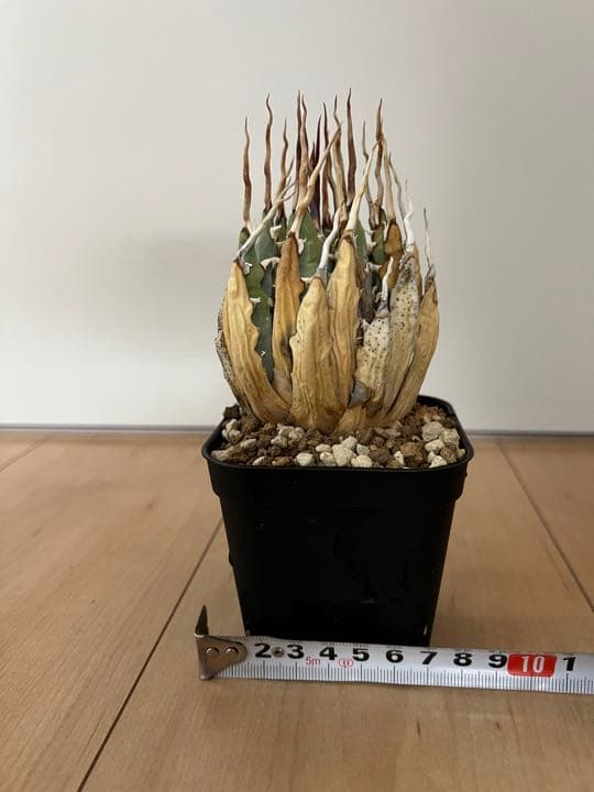 ◾️エボリスピナ陽炎⑥◾️エグいうねり 陽炎 ホワイトスパイン 発根管理中