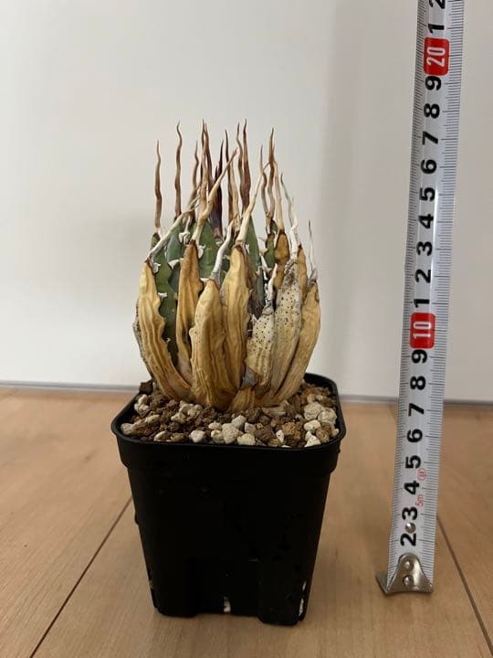 ◾️エボリスピナ陽炎⑥◾️エグいうねり 陽炎 ホワイトスパイン 発根管理中