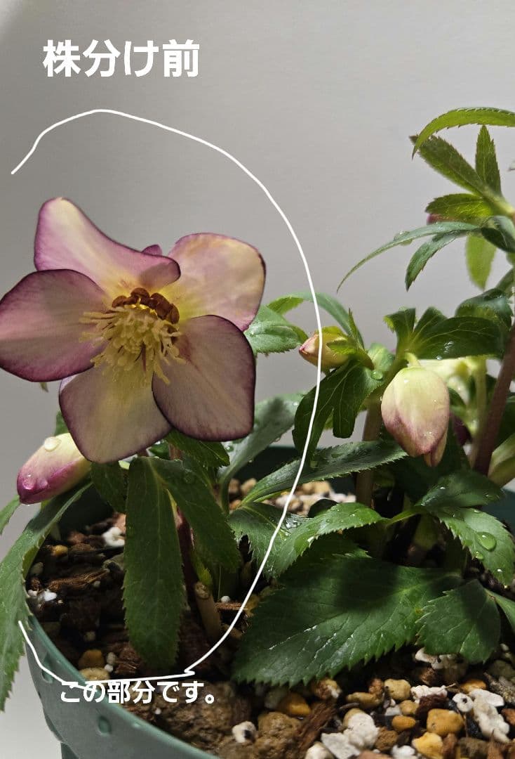 な*ず様 クリスマスロース株分け(大木ナーサリー　フジタ交配)