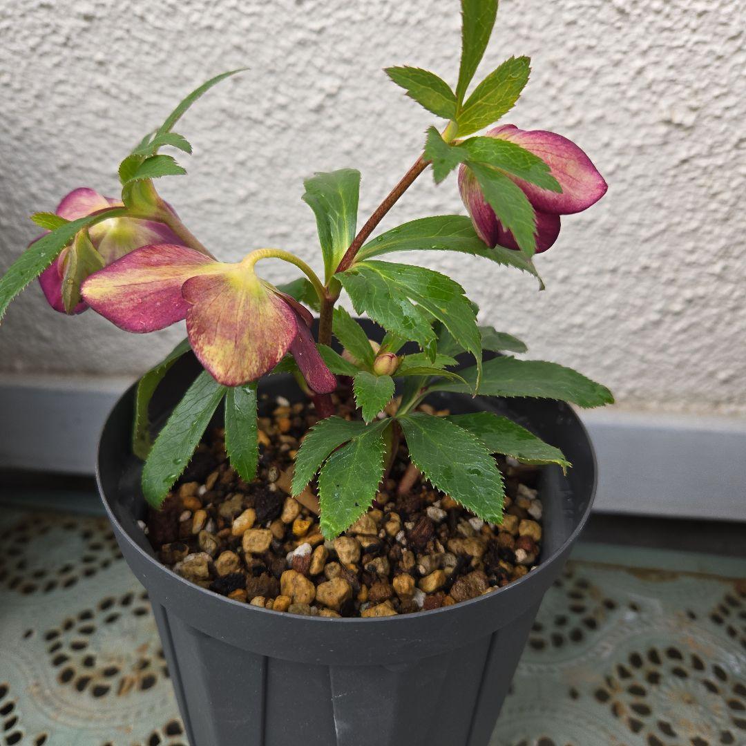 な*ず様 クリスマスロース株分け(大木ナーサリー　フジタ交配)