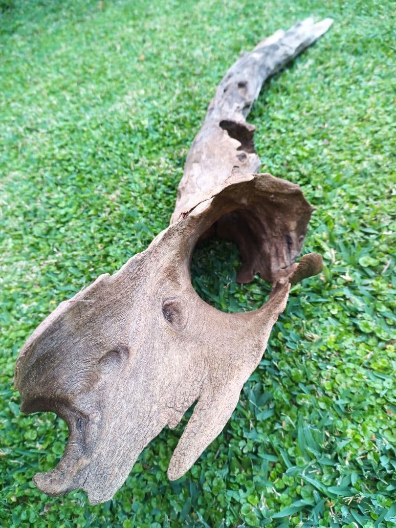 自然流木 レイアウト用品 約130cm