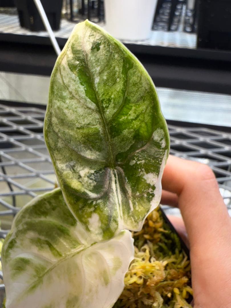 極上 アロカシア アズラニー ピンクアルボ