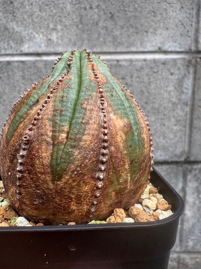 オールドオベサ　9陵