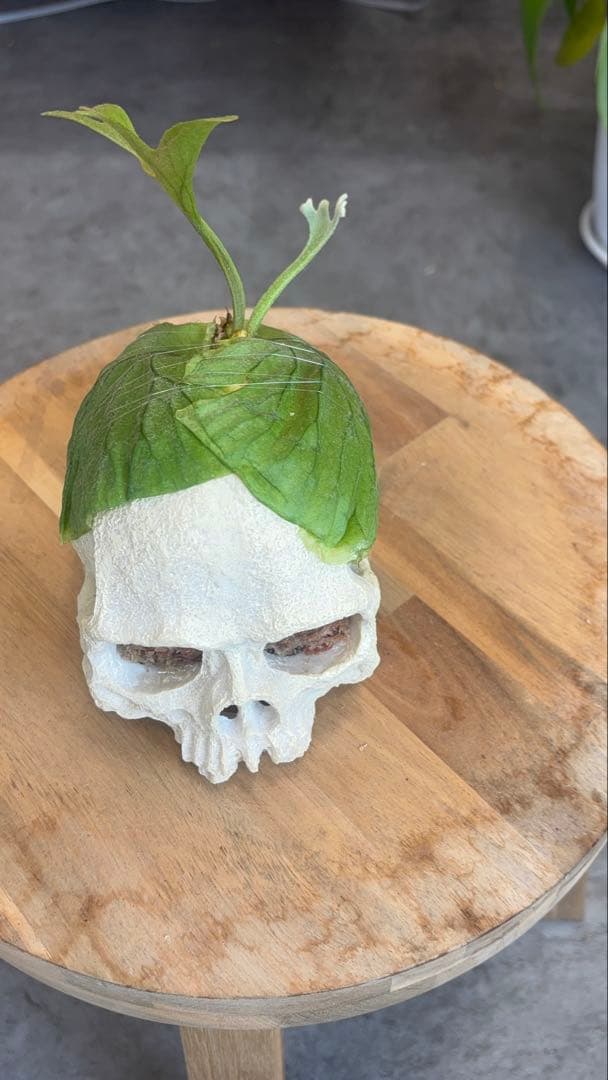 ビカクシダ リドレイ　頭蓋骨型プランター