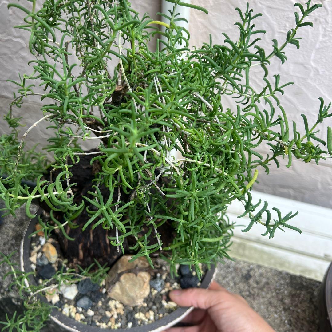 メストクレマ　ツベローサム，特大，美株