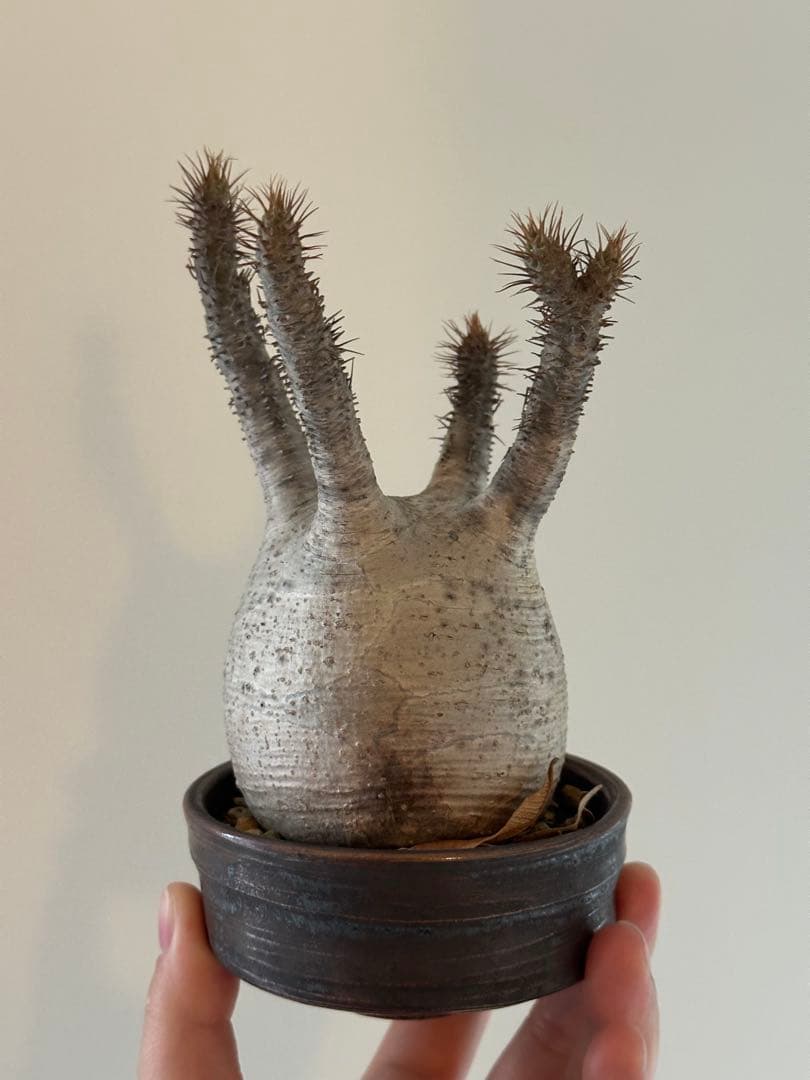 【良型】パキポディウムグラキリス　現地球　発根済　たけろうポット植え込み