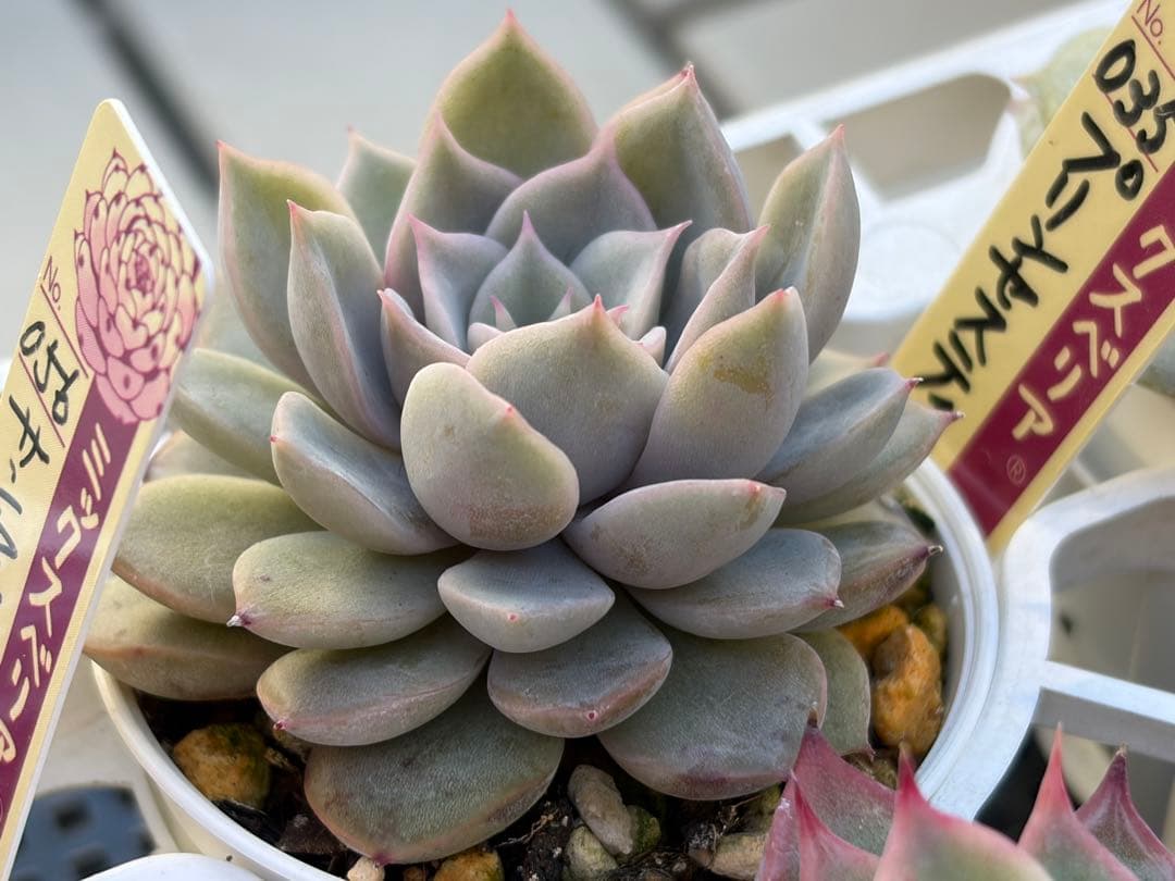 ＊ぽぽ＊さま専用 おらいさん苗30個セット　ミックスベリア　エケベリア多肉