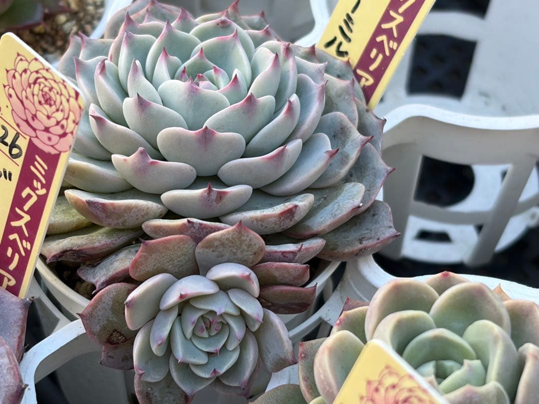 ＊ぽぽ＊さま専用 おらいさん苗30個セット　ミックスベリア　エケベリア多肉