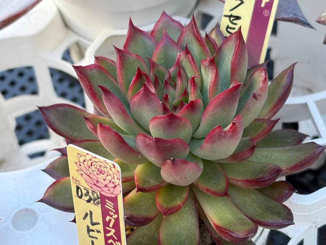 ＊ぽぽ＊さま専用 おらいさん苗30個セット　ミックスベリア　エケベリア多肉