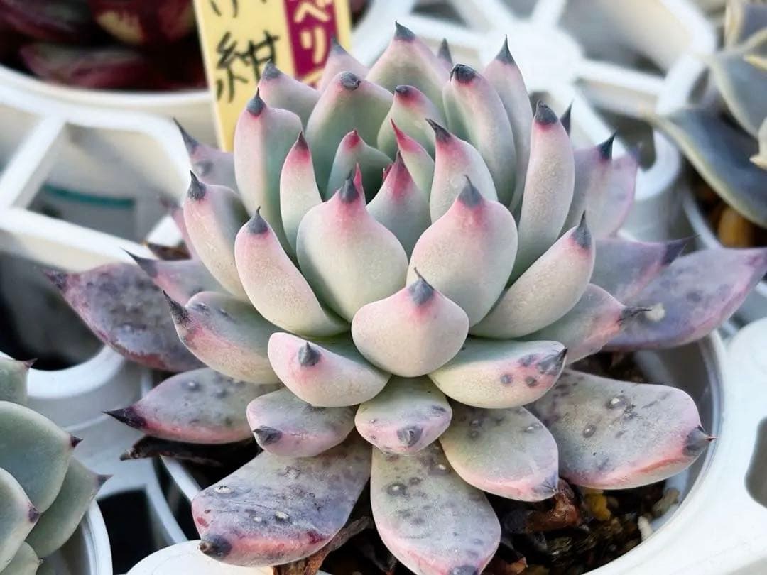 ＊ぽぽ＊さま専用 おらいさん苗30個セット　ミックスベリア　エケベリア多肉