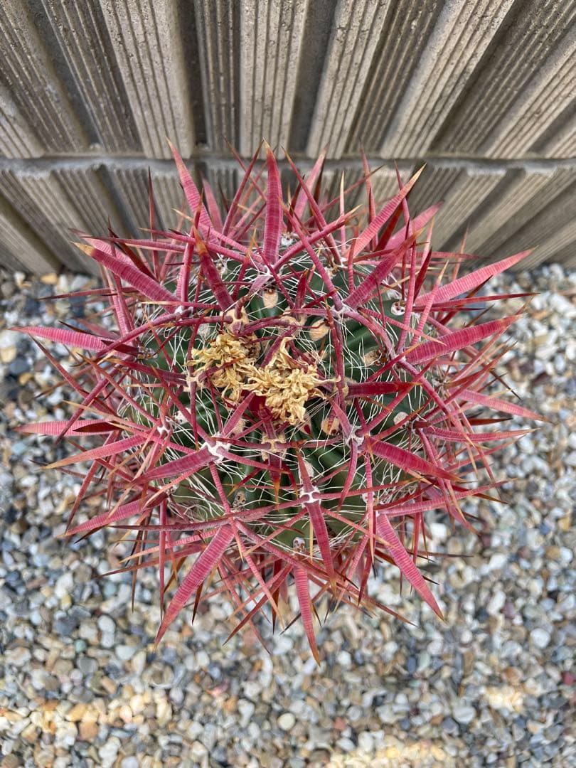 サボテン　フェロカクタス　神仙玉