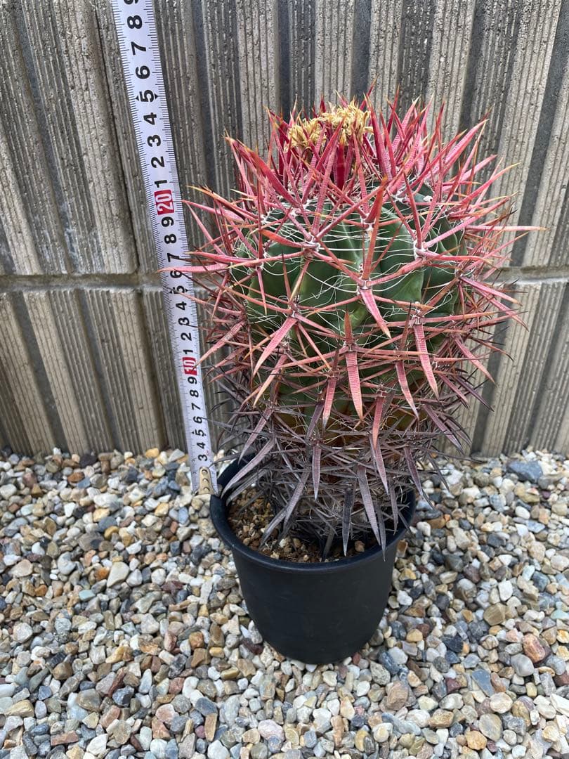 サボテン　フェロカクタス　神仙玉