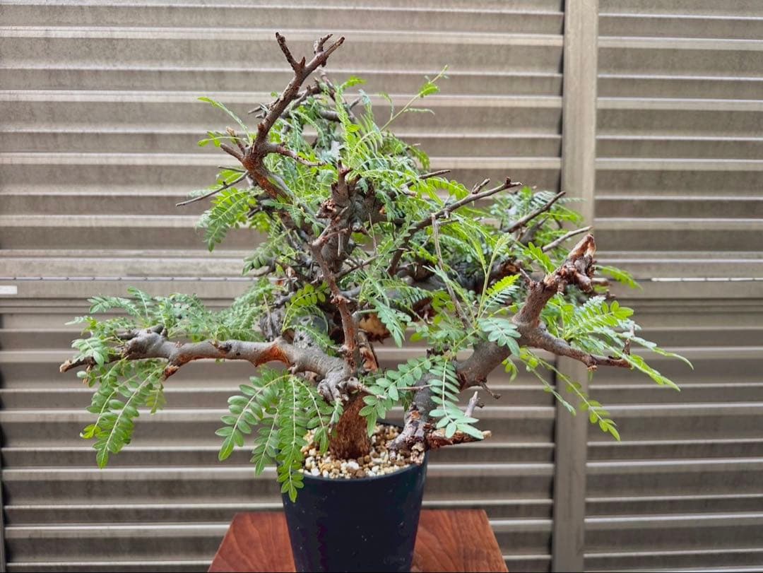 ボスウェリア ネグレクタ ブラックスキン 特大株 冬支度特価