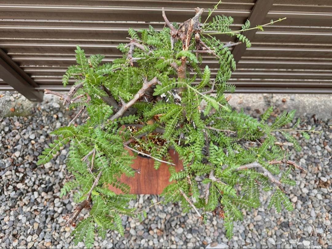 ボスウェリア ネグレクタ ブラックスキン 特大株 冬支度特価