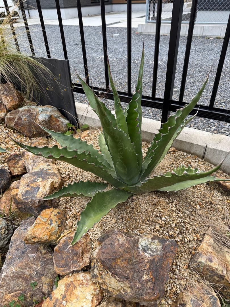 ジェントリー　ジョーズ　大株