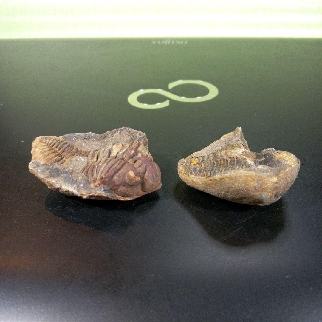 三葉虫　化石　fossil　ボリビア産　レア　Fossil識別⑩　２個セット