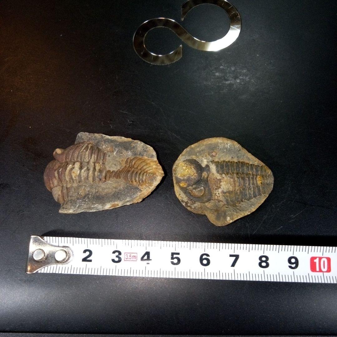 三葉虫　化石　fossil　ボリビア産　レア　Fossil識別⑩　２個セット
