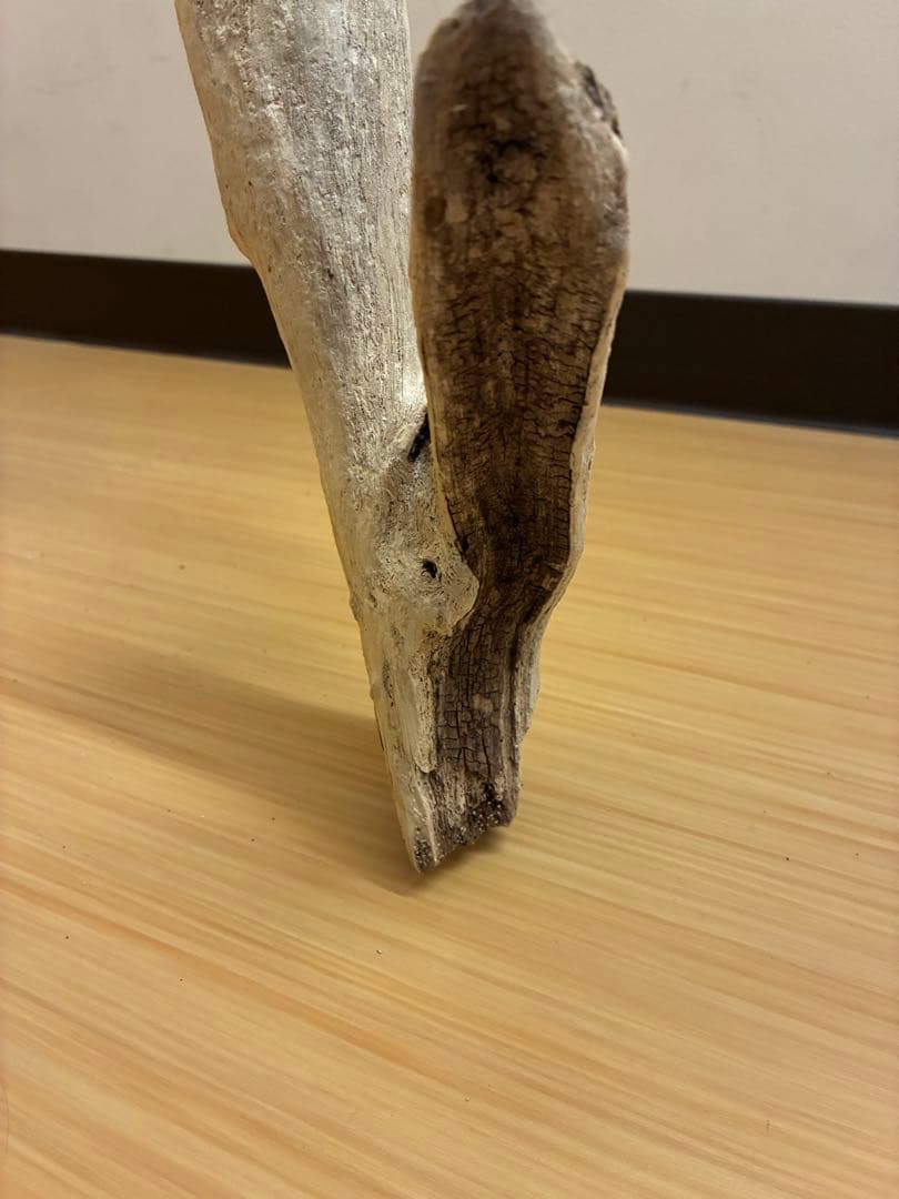 一点物 流木オブジェ|爬虫類・魚｜高さ約75cm Y字型｜大型インテリア