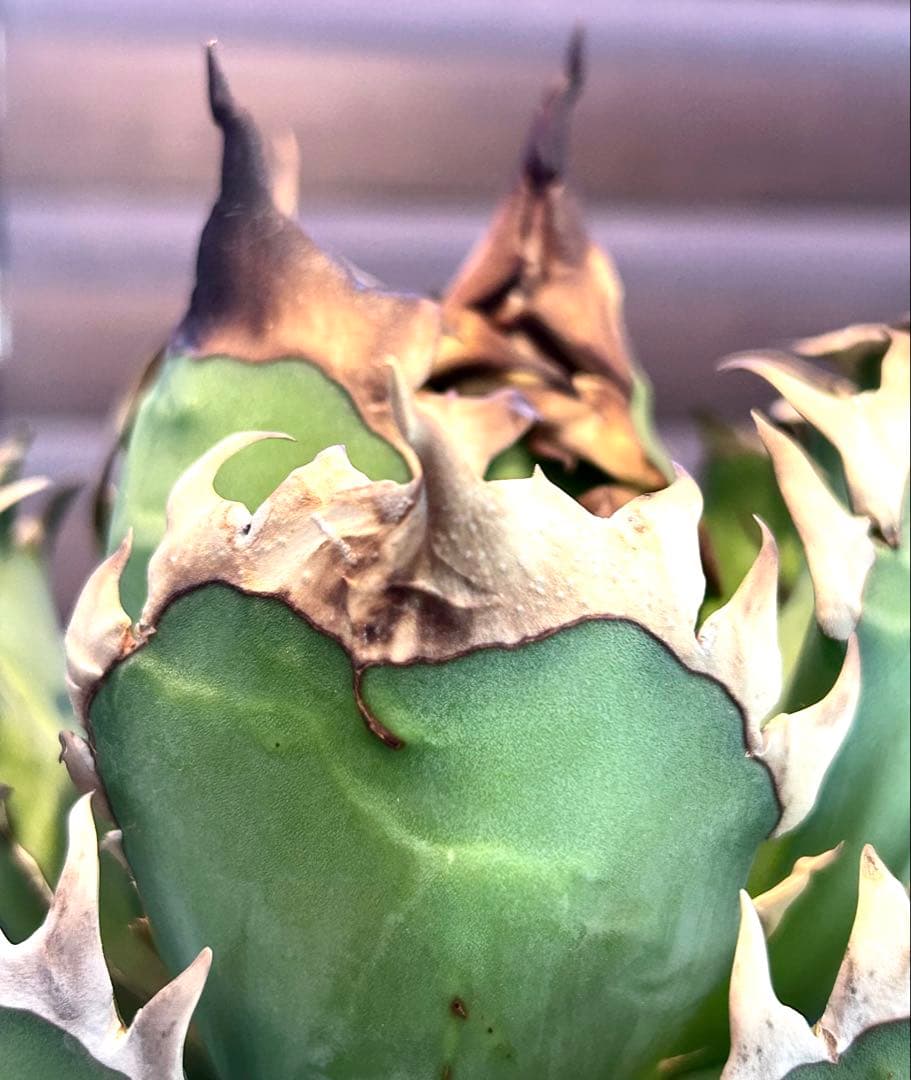 【コレクション】アガベ　チタノタ　レッドキャットウィーズル　ゴリ猫 No.6