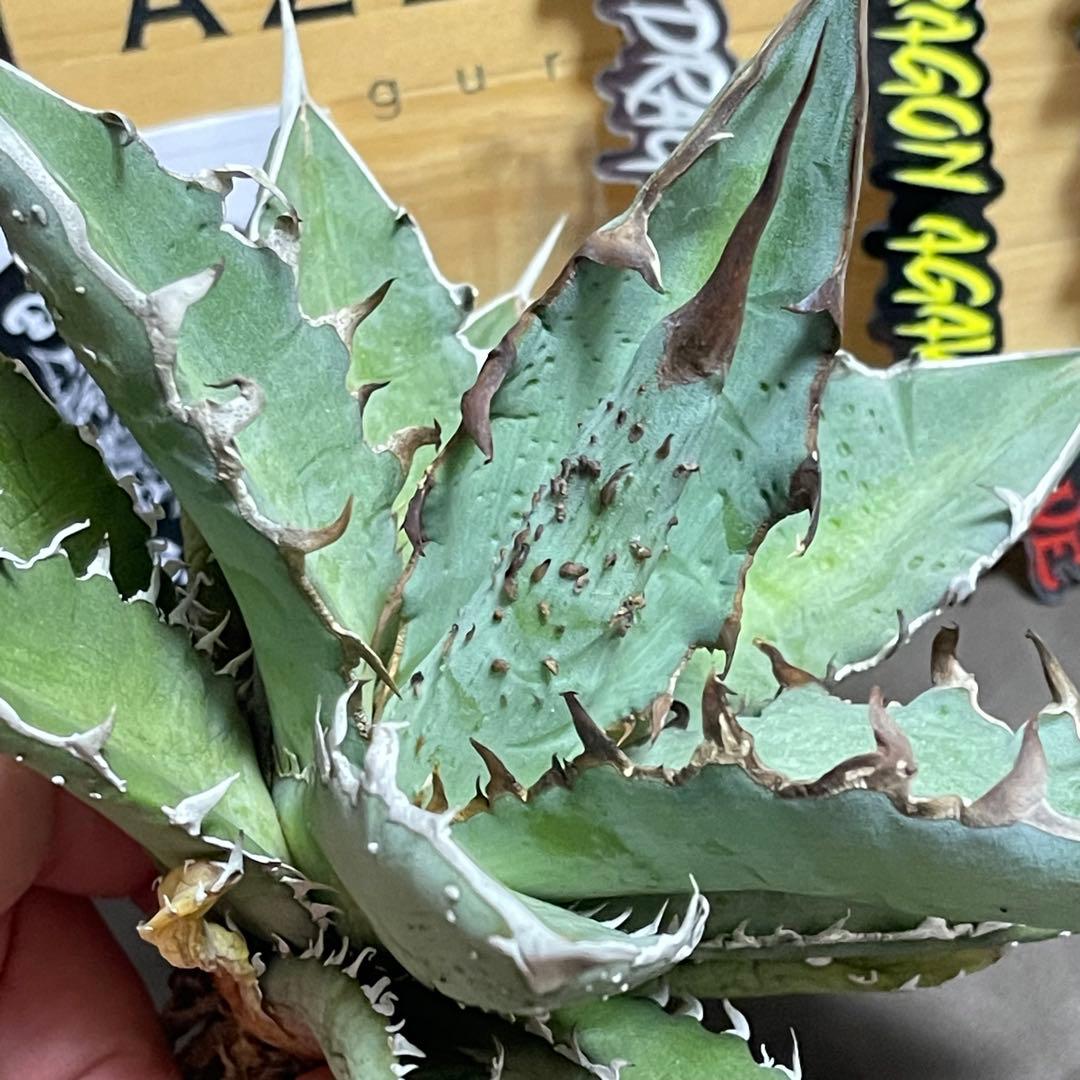アガベ ハイブリッド　姫厳龍 × 木刺龍　キシロナカンサ　ドラゴンアガベ
