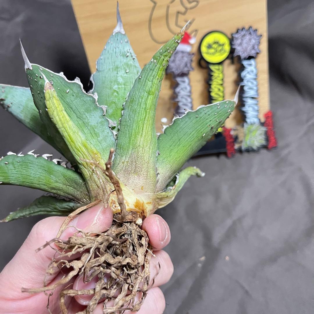 アガベ ハイブリッド　姫厳龍 × 木刺龍　キシロナカンサ　ドラゴンアガベ