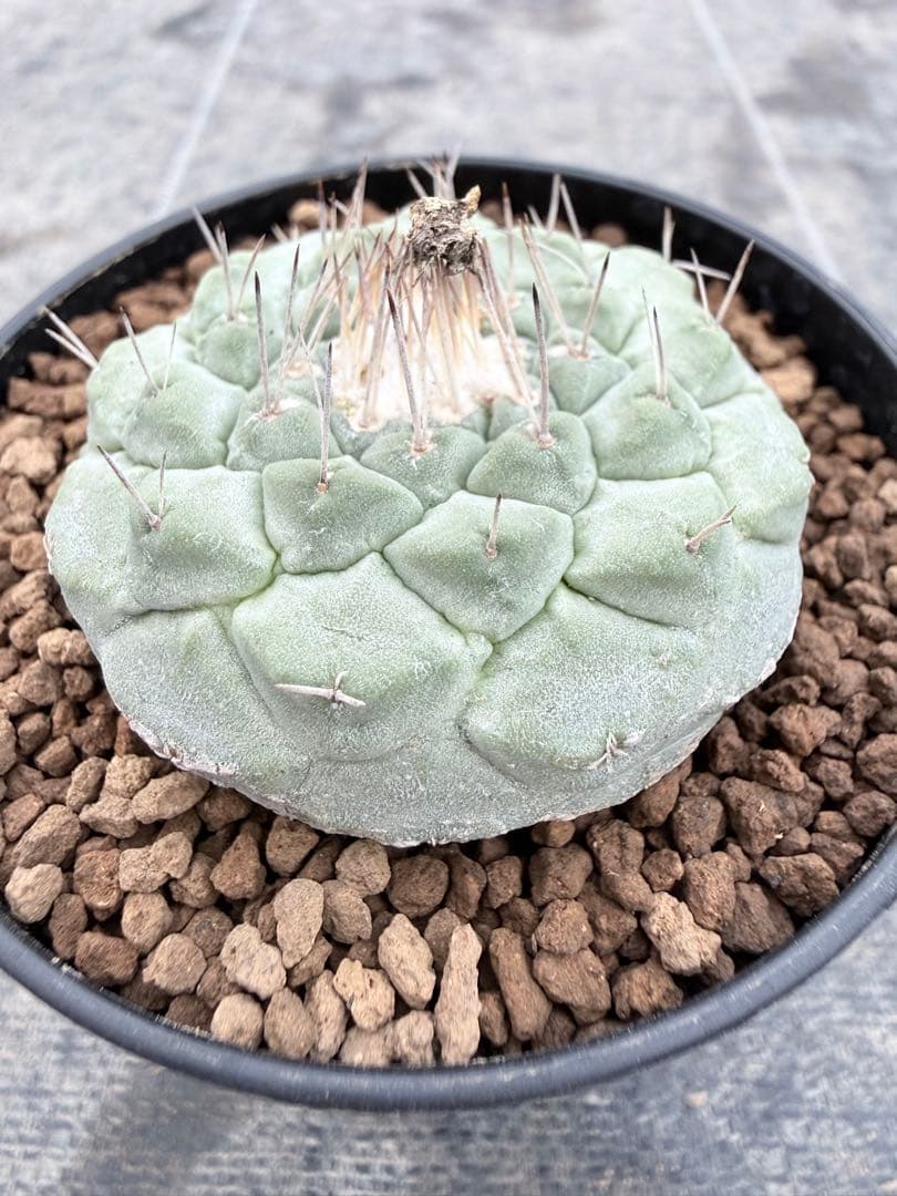 ストロンボカクタス　大疣菊水　国内実生　サボテン　帝冠