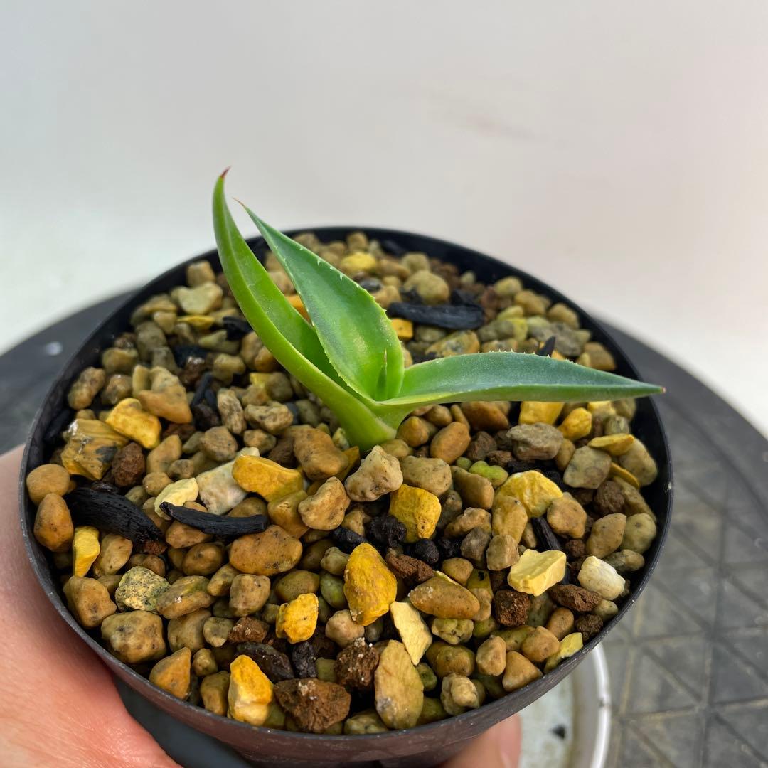 アガベ　パラサナ錦　スムースエッジ　‘Mind funk’ 珍品