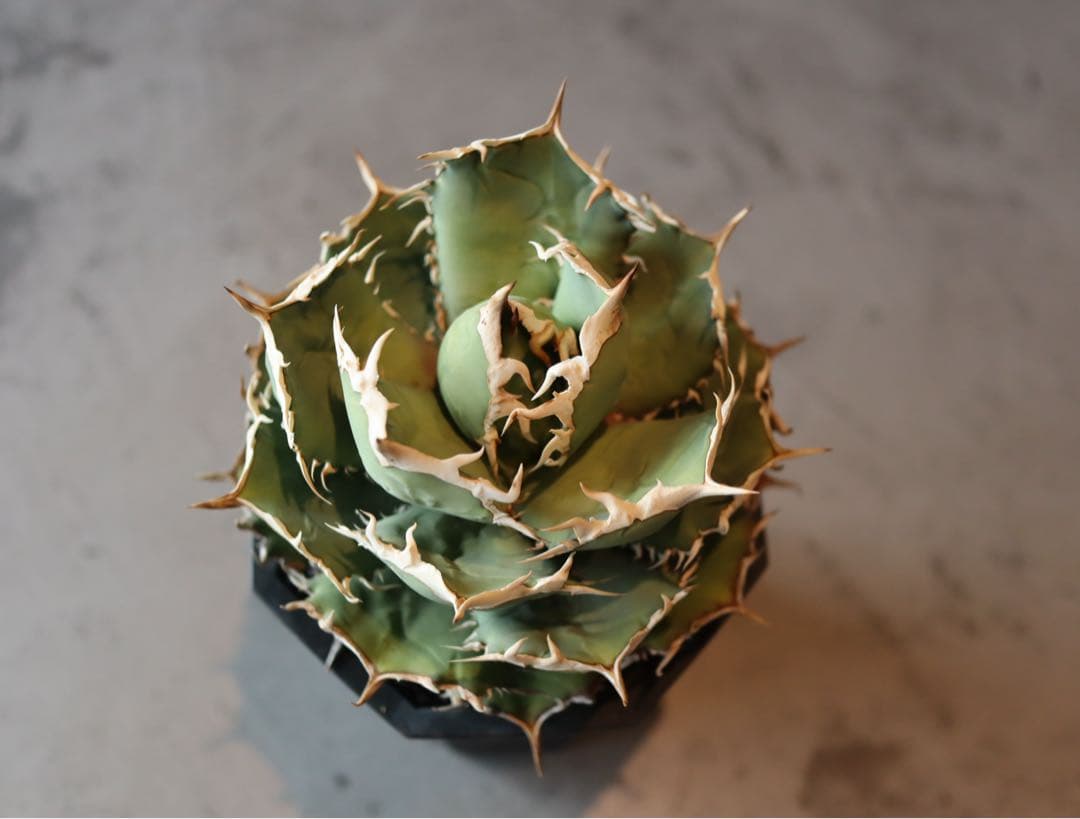 値下げ　大株　アガベ　チタノタ　ノーネーム