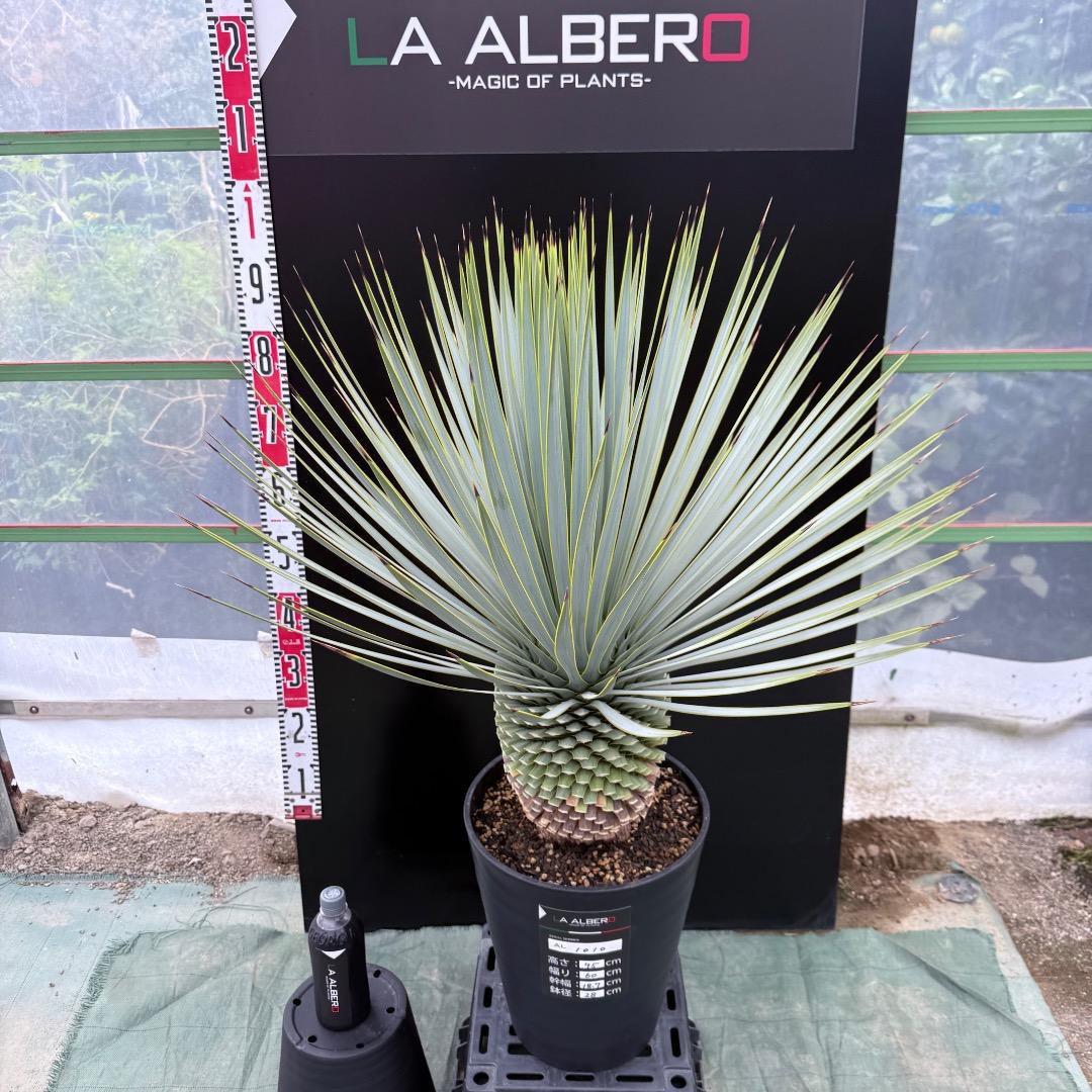 【AL1010】ユッカ　ロストラータ　シルバーブルー個体　美形