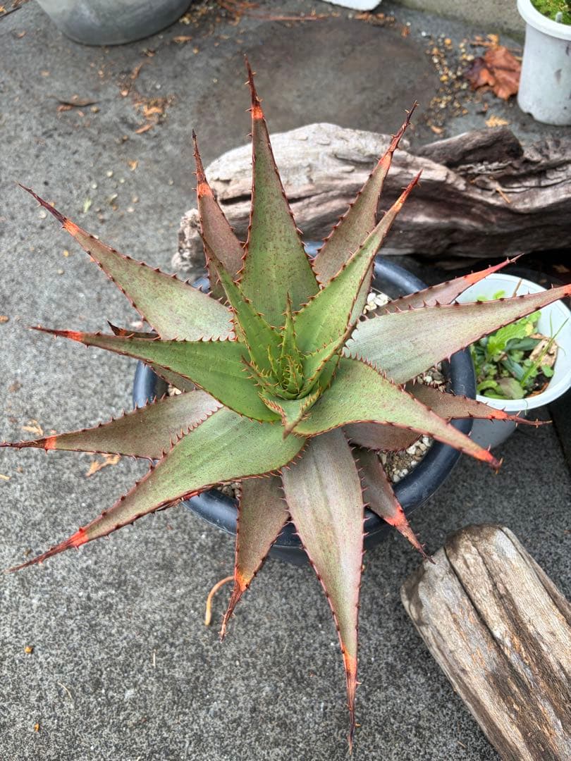 耐寒性アロエ　ブローミー　ブルーミー大株ドライガーデン　サボテン　アガベ ユッカ