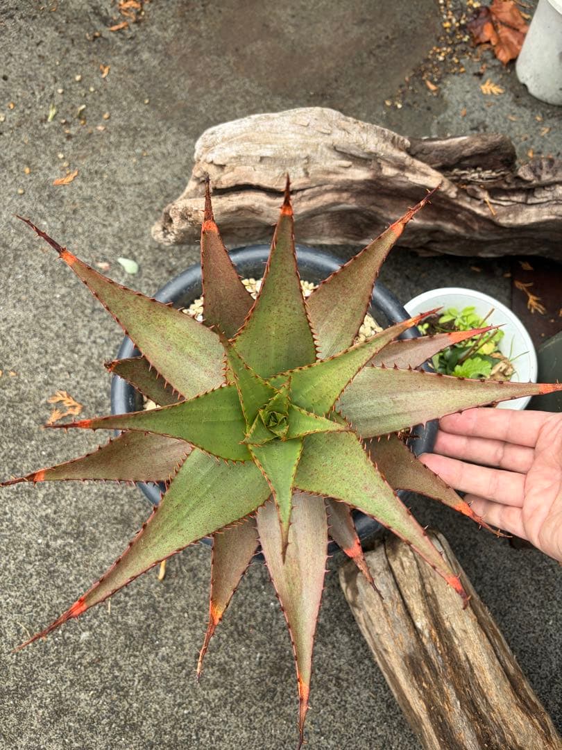 耐寒性アロエ　ブローミー　ブルーミー大株ドライガーデン　サボテン　アガベ ユッカ