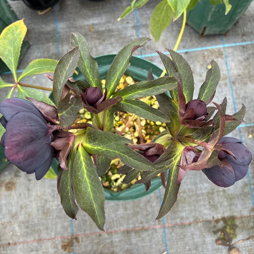 クリスマスローズ　ブラックフラッシュ　７寸