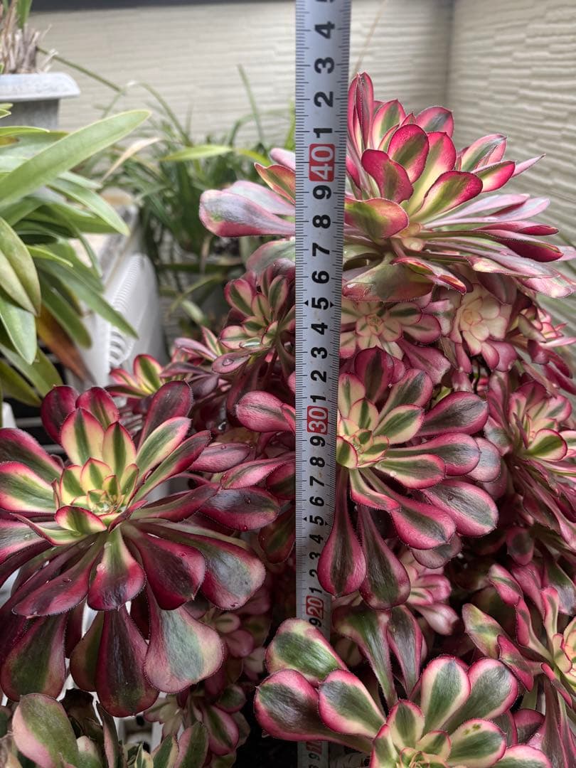 アエオニウム　シャネル法師錦大株