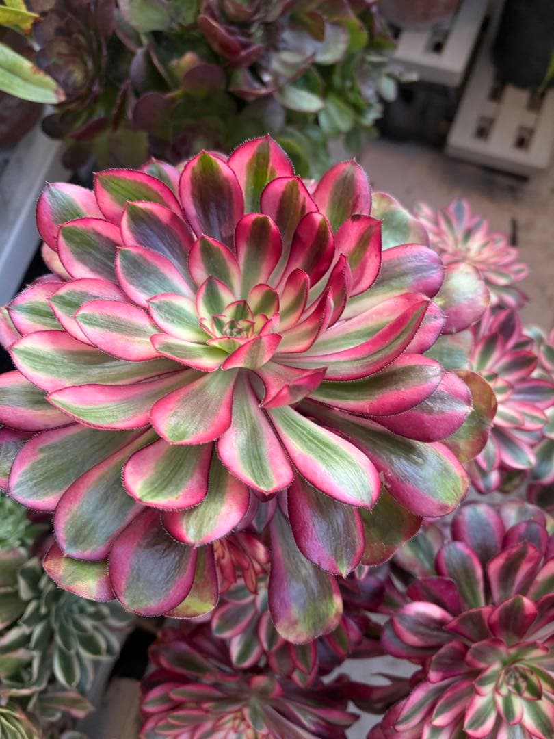 アエオニウム　シャネル法師錦大株