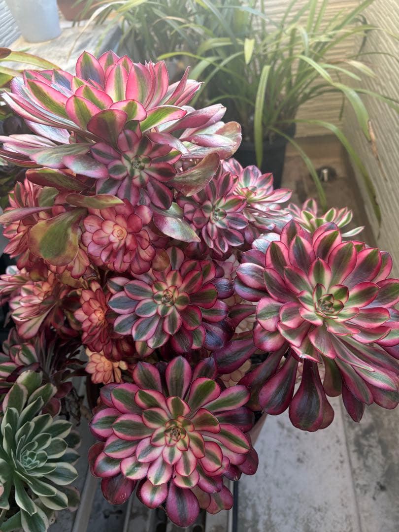 アエオニウム　シャネル法師錦大株