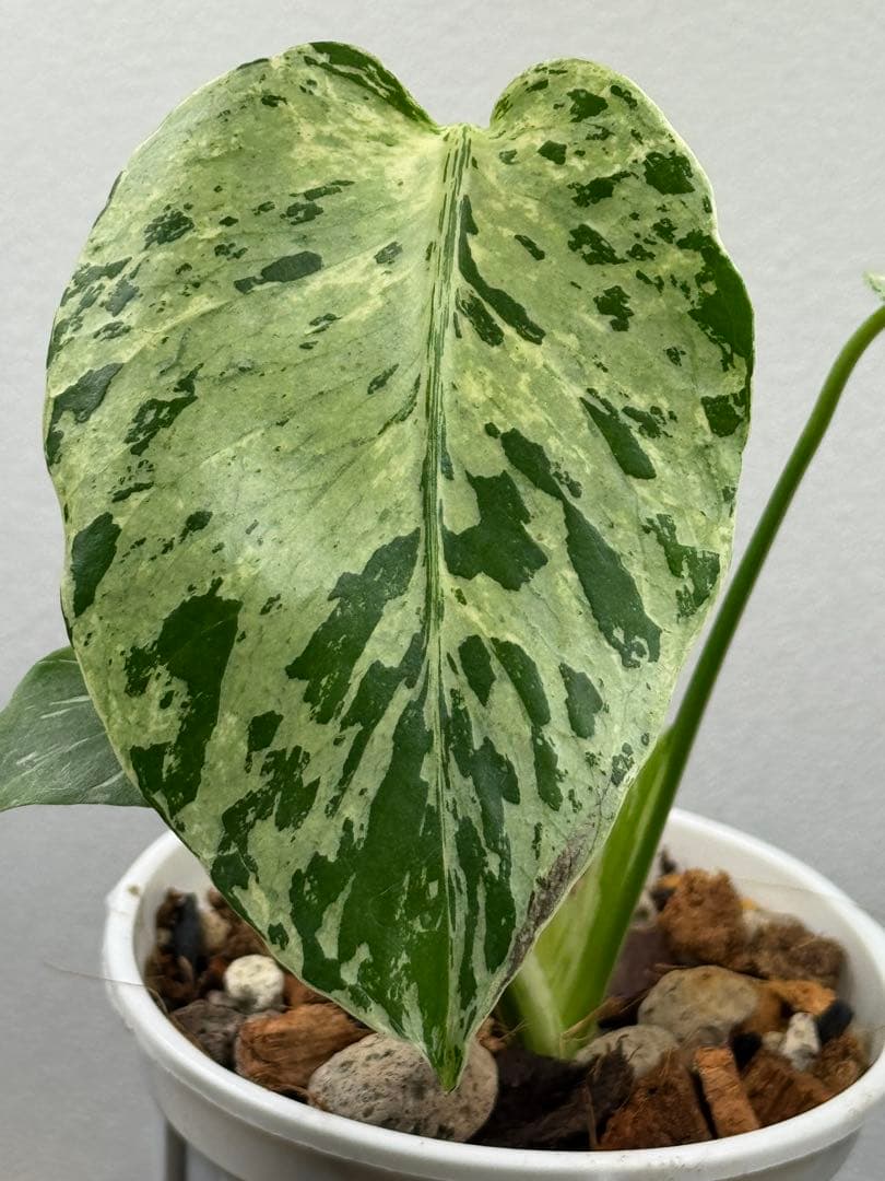 モンステラ　デリシオーサ　ベトシオーサ　順化済み 斑入り