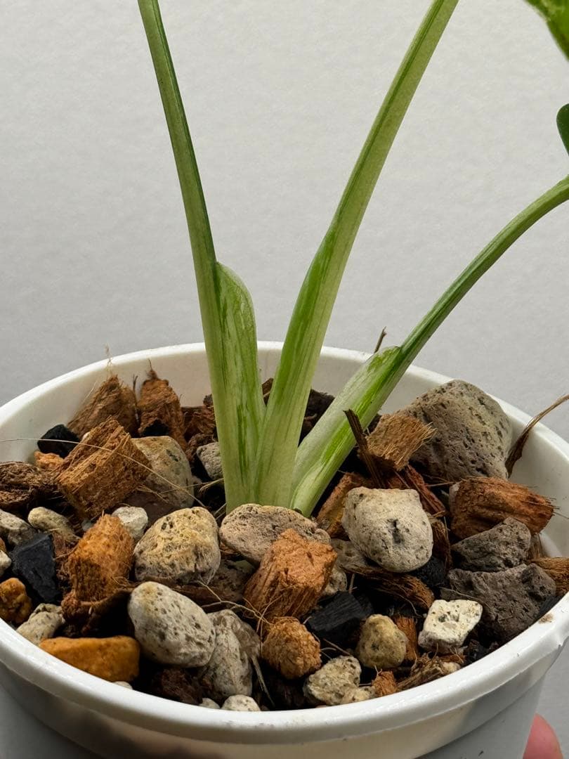 モンステラ　デリシオーサ　ベトシオーサ　順化済み 斑入り