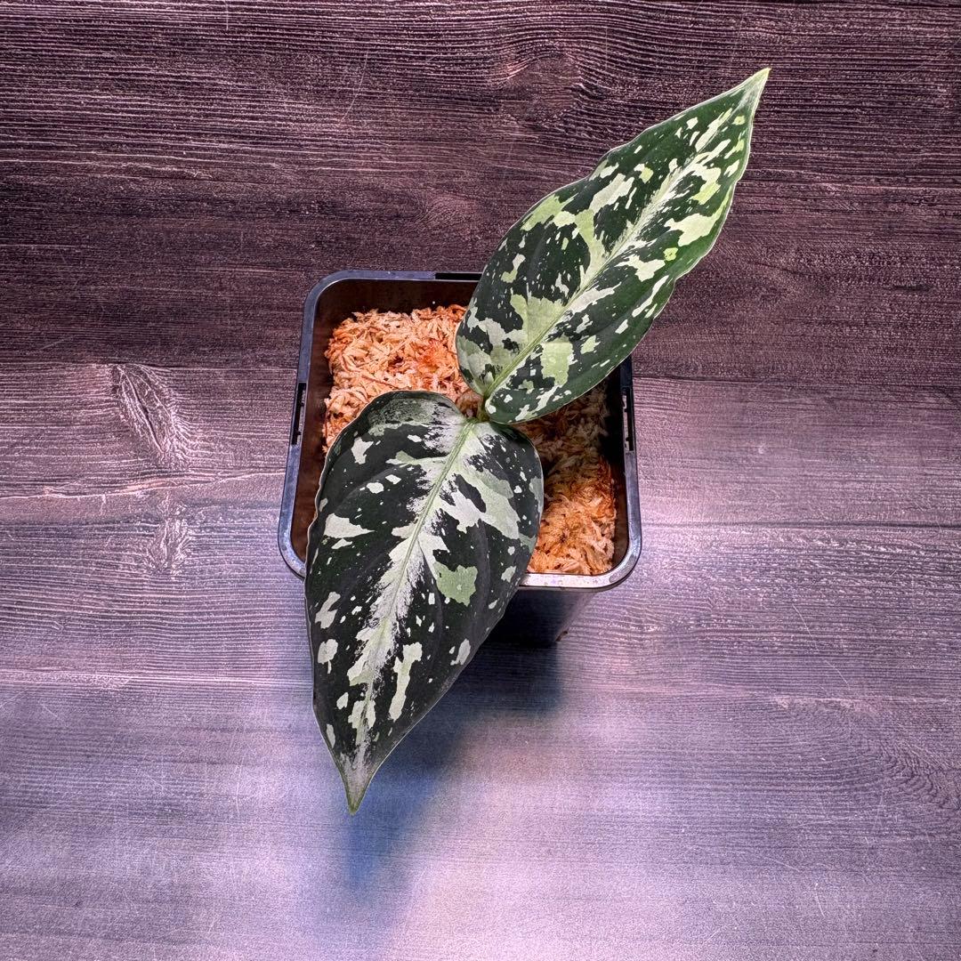 アグラオネマ　ピクタム(MB-2022/AJML/NXG01) 小