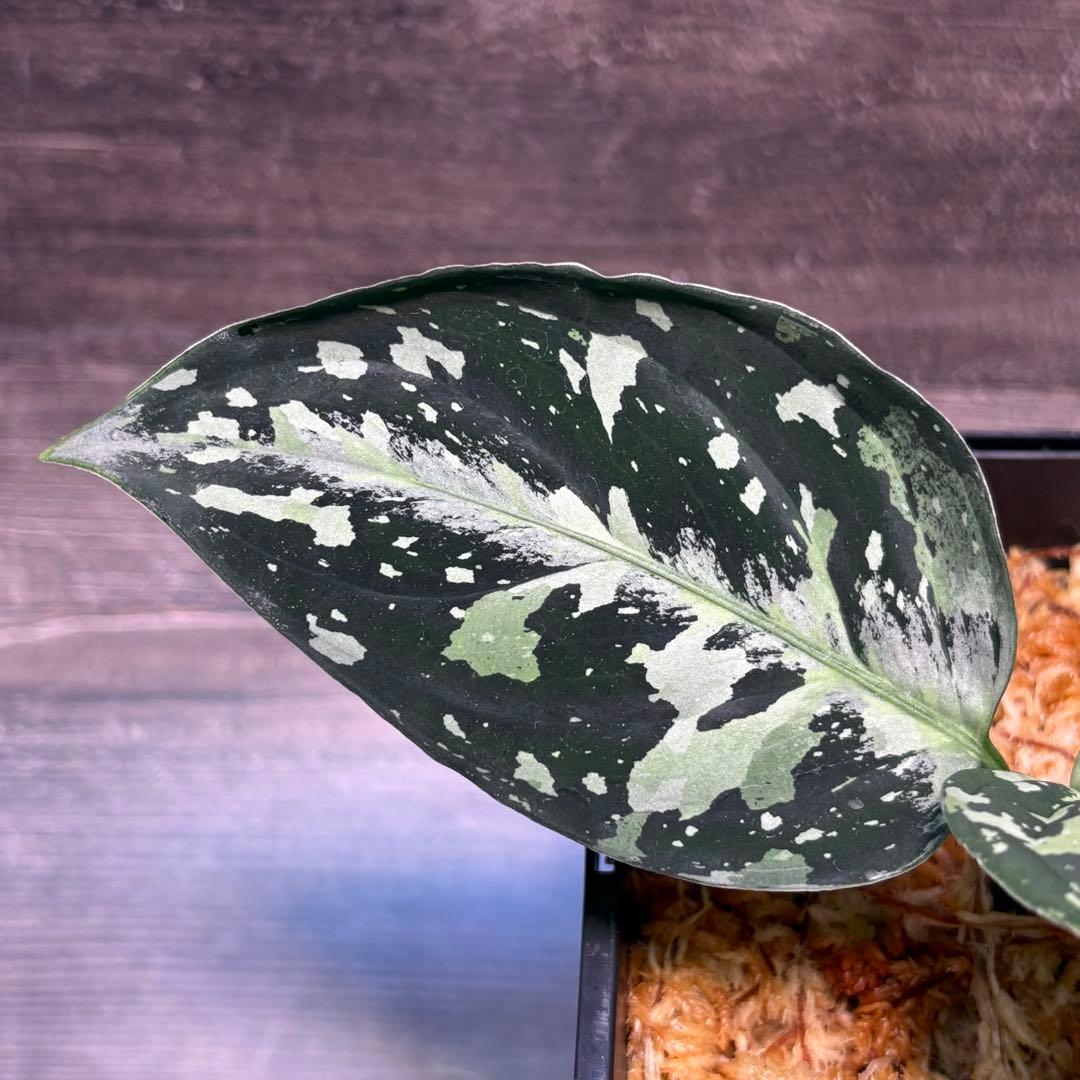 アグラオネマ　ピクタム(MB-2022/AJML/NXG01) 小