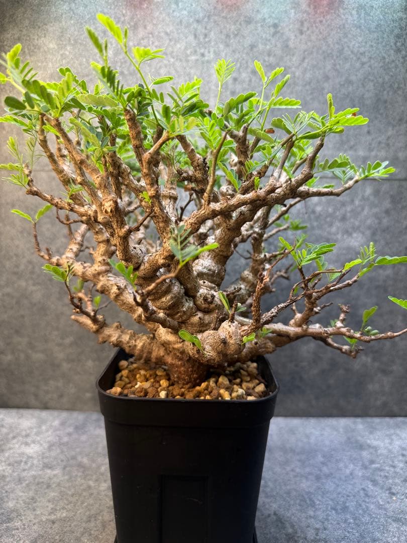 センナ　メリディオナリス　海外実生　発根済み　359