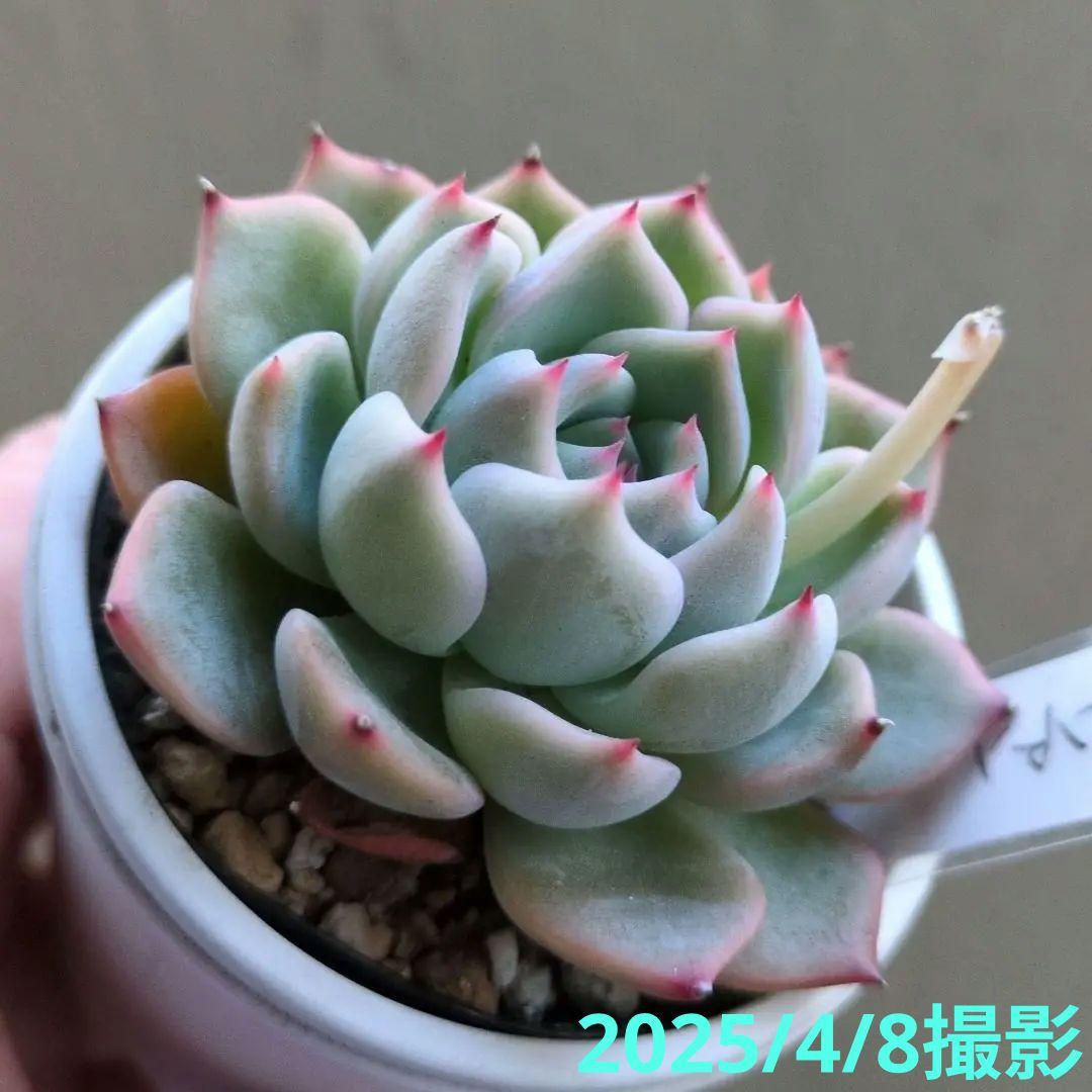 136. 多肉植物 キャラリアン 830円【抜き苗】