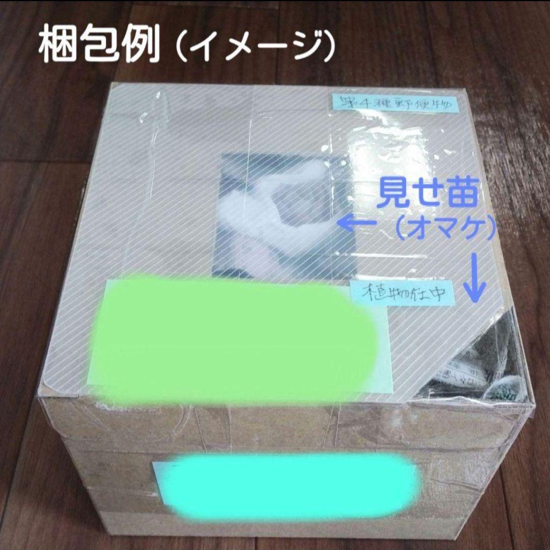 136. 多肉植物 キャラリアン 830円【抜き苗】