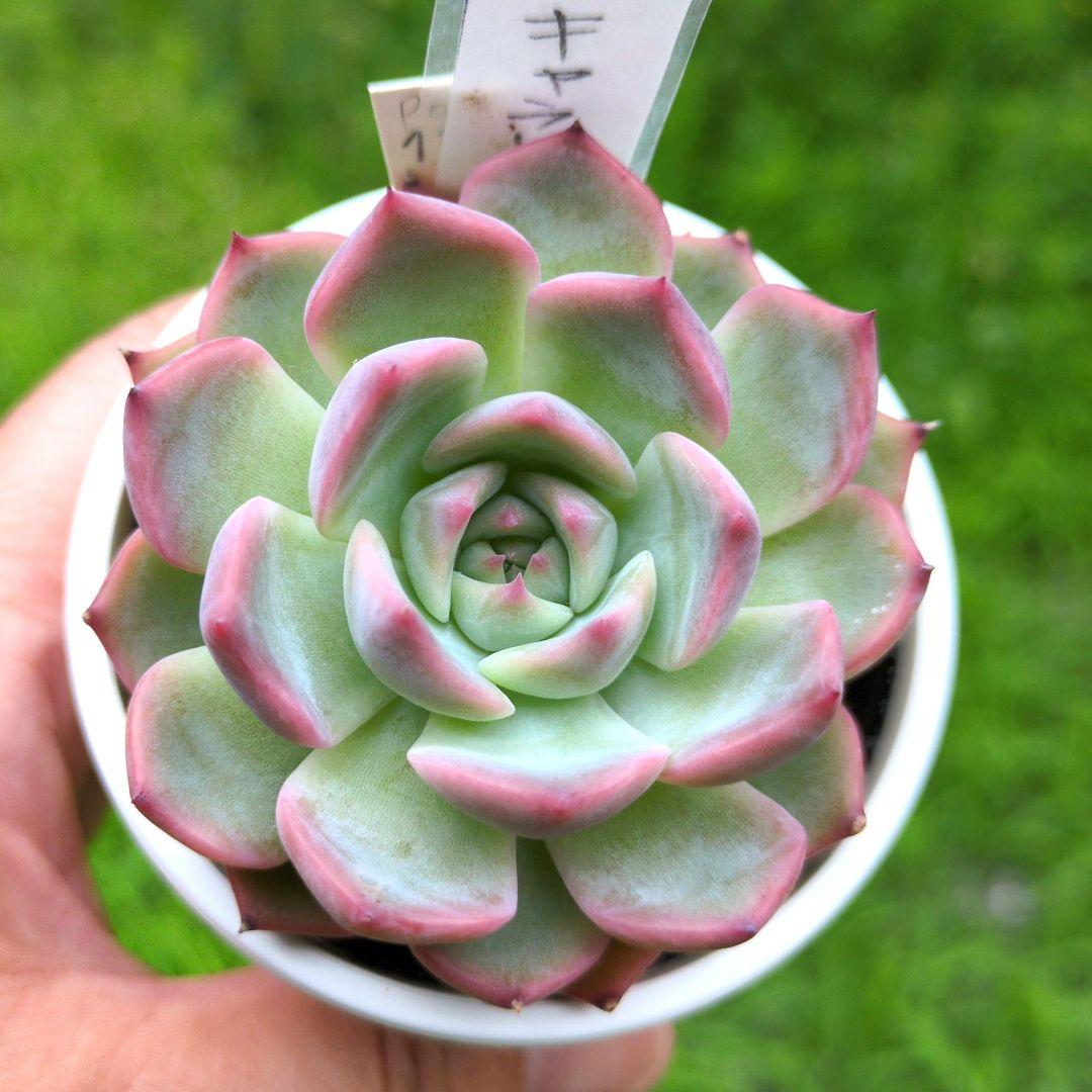 136. 多肉植物 キャラリアン 830円【抜き苗】