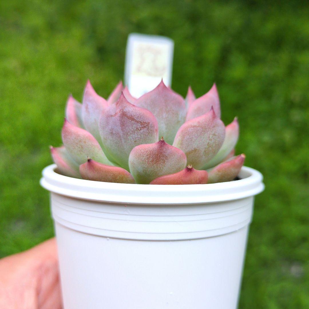 136. 多肉植物 キャラリアン 830円【抜き苗】