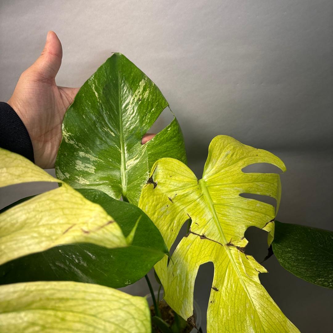 S*T様 5株セットa18【訳あり】ホワイトモンスター／天津蘭 モンステラ斑入り