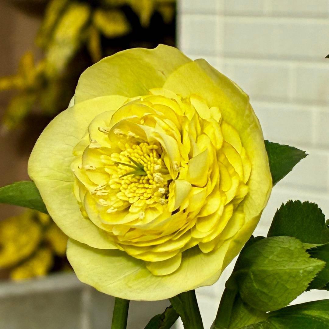 ム*ク様 3557☘️蕾花タグ付☘️2026年NO1☘️極上☘️⭐️モーリー⭐️