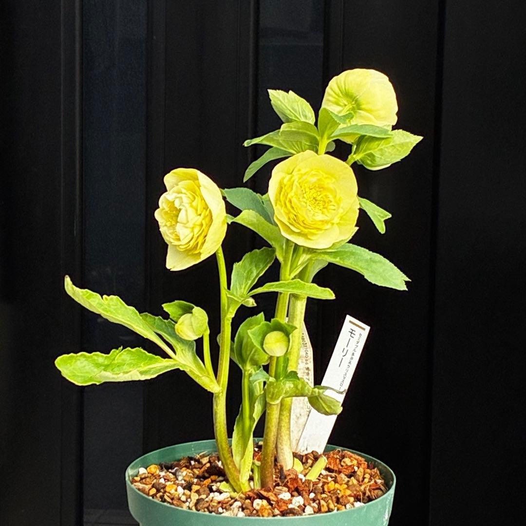 ム*ク様 3557☘️蕾花タグ付☘️2026年NO1☘️極上☘️⭐️モーリー⭐️