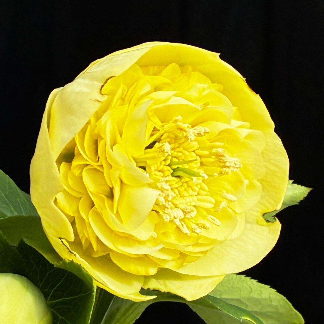 ム*ク様 3557☘️蕾花タグ付☘️2026年NO1☘️極上☘️⭐️モーリー⭐️