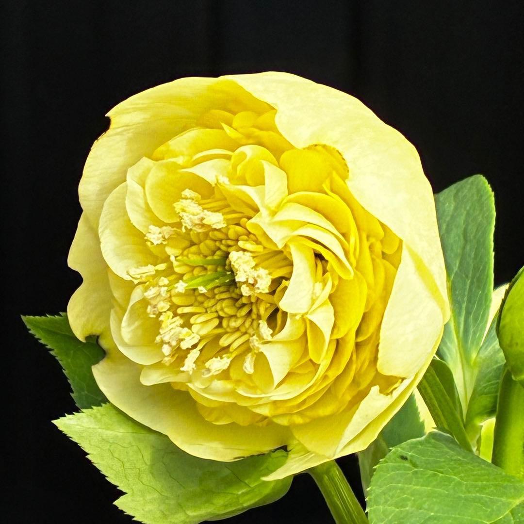 ム*ク様 3557☘️蕾花タグ付☘️2026年NO1☘️極上☘️⭐️モーリー⭐️