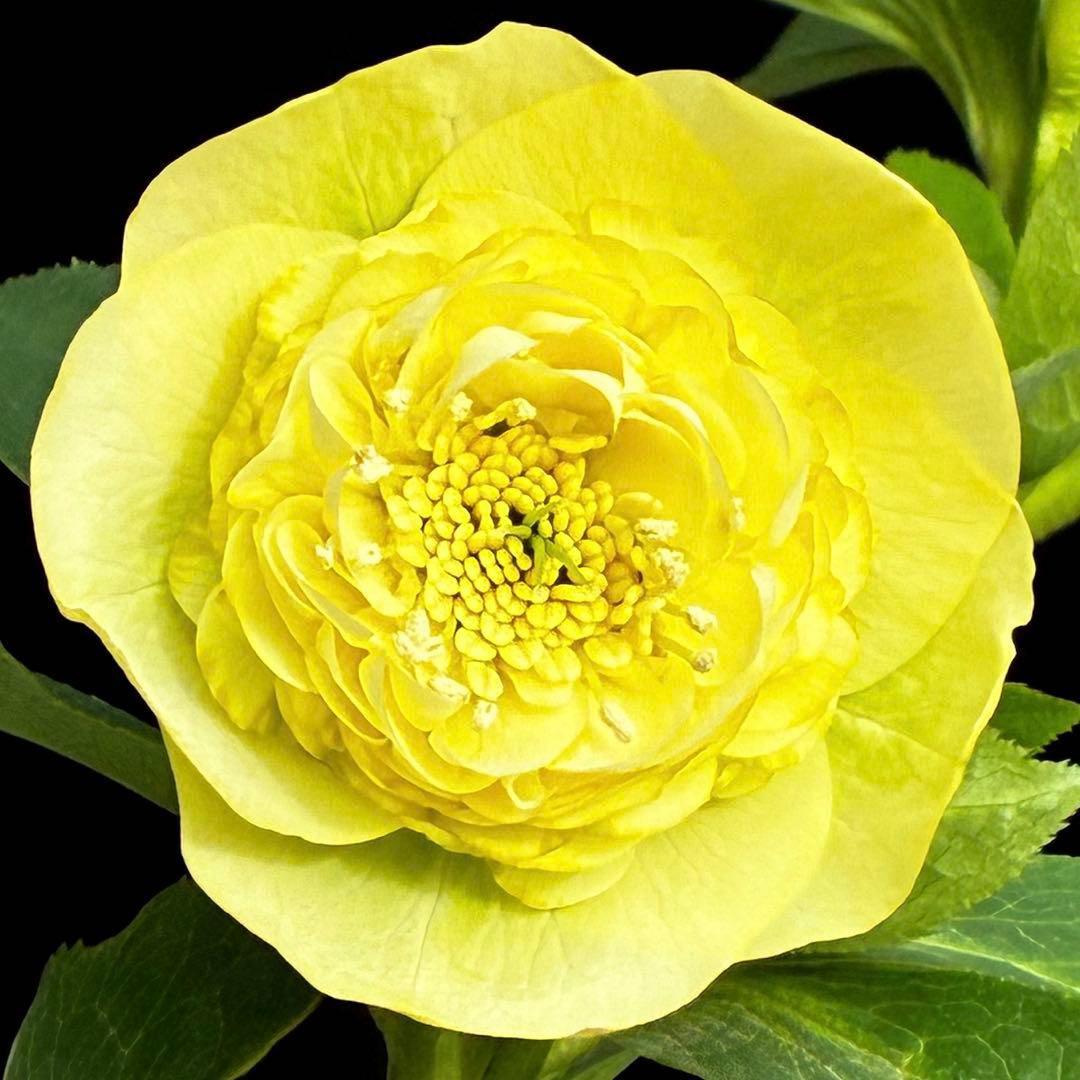 ム*ク様 3557☘️蕾花タグ付☘️2026年NO1☘️極上☘️⭐️モーリー⭐️